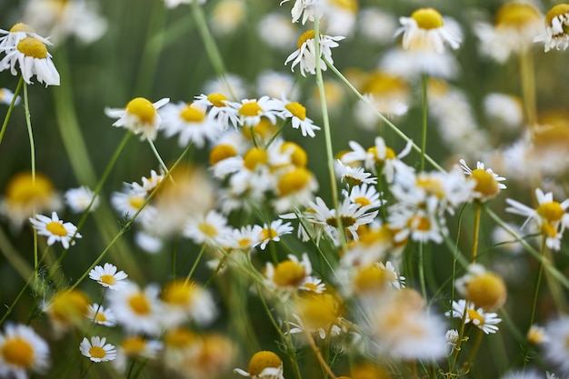 カモミールの野の花、野草の開花、ハーブの花