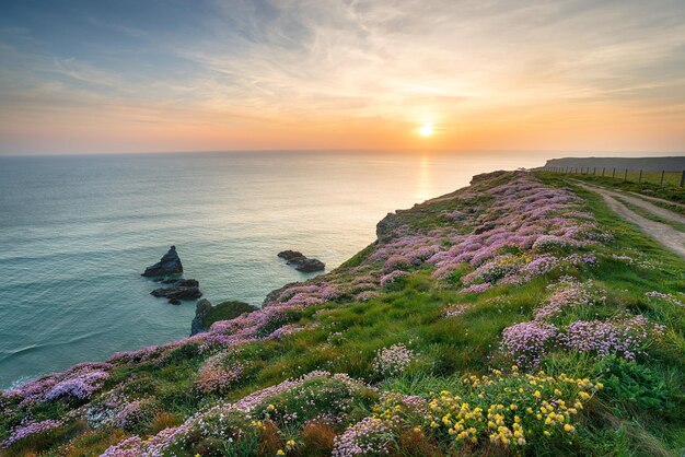 Wild Flowers on Cornish Cliffs