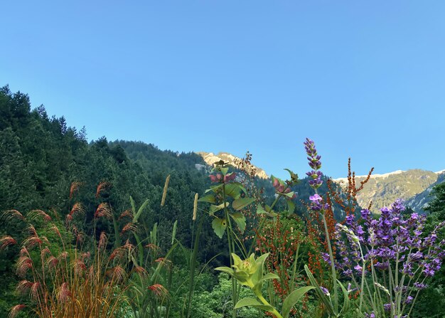 野生の花, 上に, フィールド, 夏, ああ, 地平線, 山, 自然, 背景