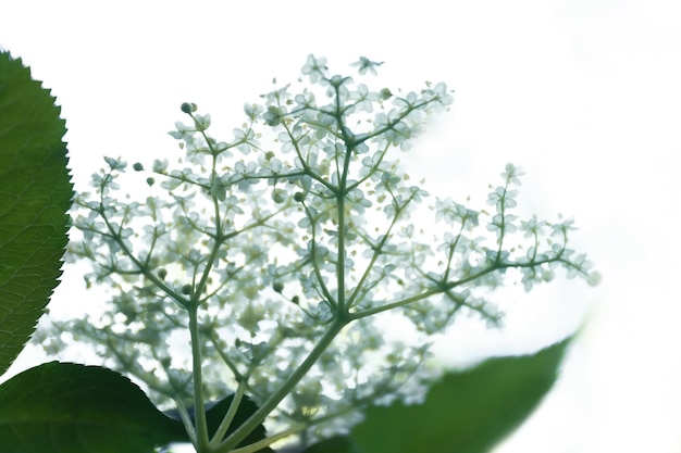 緑の背景をぼかした写真の森の野生の花