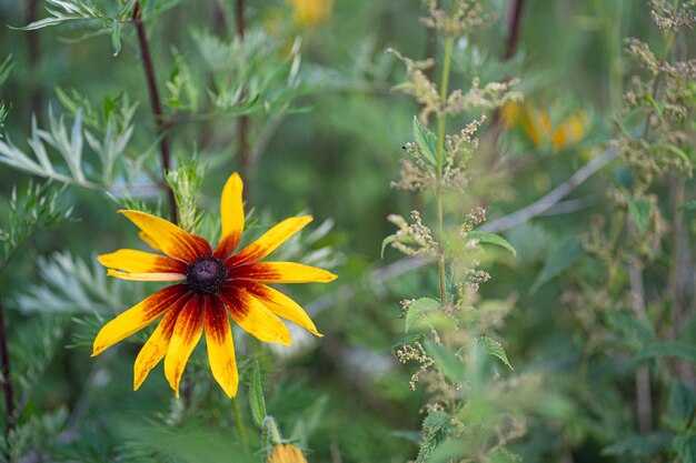 wild flowers on a green background