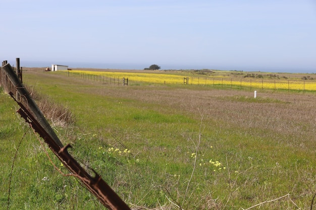 カリフォルニアのヘンリー・コーウェル牧場の野生の花