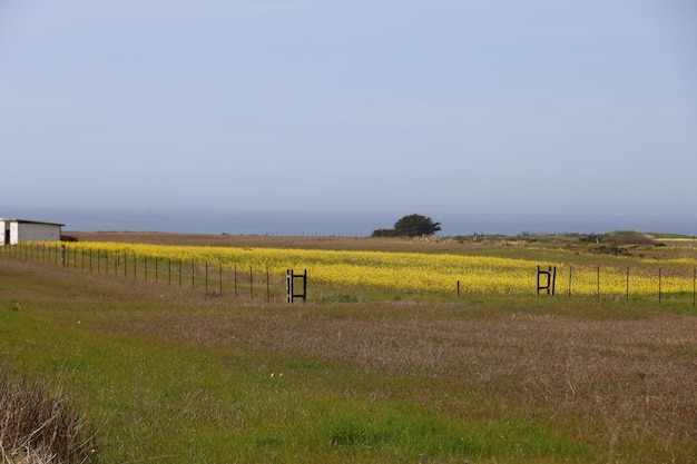 カリフォルニアのヘンリー・コーウェル牧場の野生の花