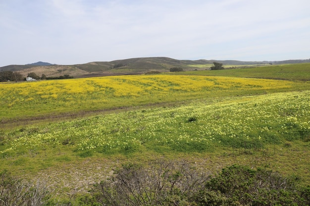 Дикие цветы на ранчо Генри Коуэлла в Калифорнии
