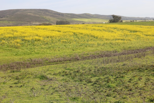 カリフォルニアのヘンリー・コーウェル牧場の野生の花