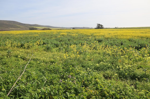 カリフォルニアのヘンリー・コーウェル牧場の野生の花