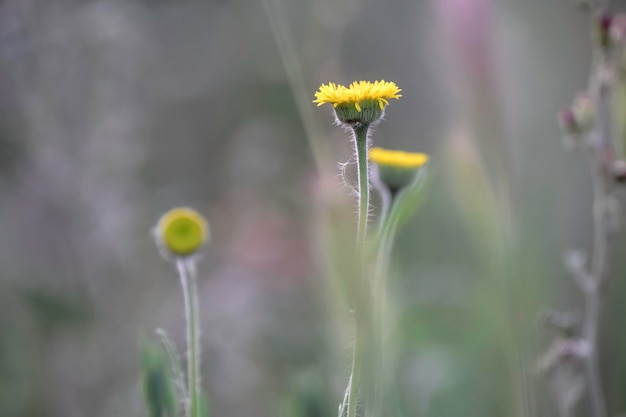 野生の花 ラ パンパ パタゴニア アルゼンチン