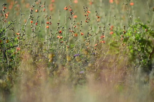 Wild flowers La Pampa Patagonia Argentina