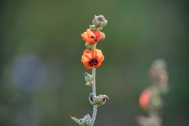 Wild flowers La Pampa Patagonia Argentina