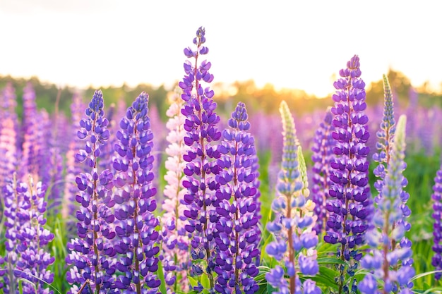 Wild flowers lupine in summer field meadow