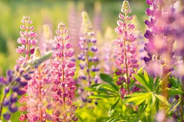 Wild flowers lupins in sunlight, summer background.