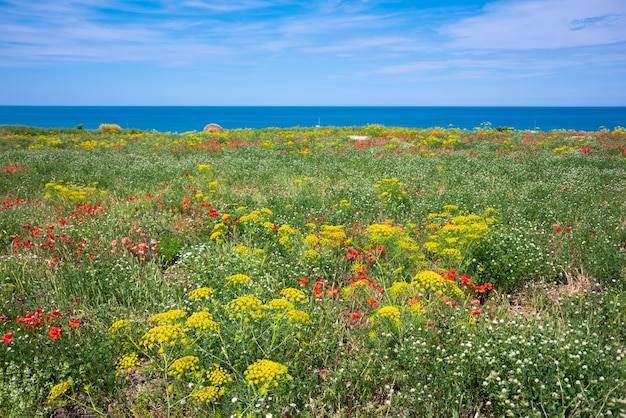 Wild flowers meadow by the sea in summer natural landscape
