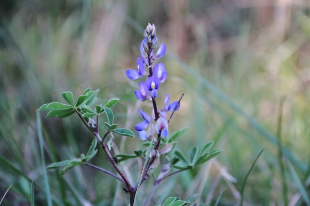 牧草地の野生の花