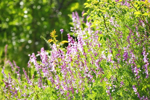 牧草地の野生の花