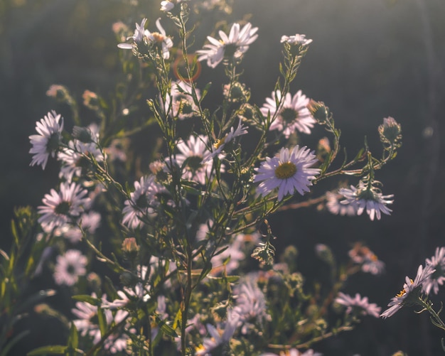 草原の野生の花