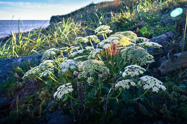 Wild flowers in the meadow