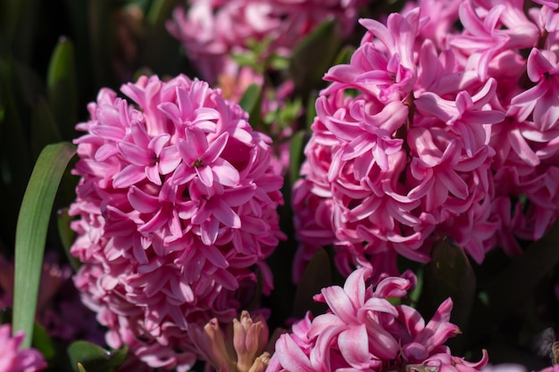 Wild flowers in nature