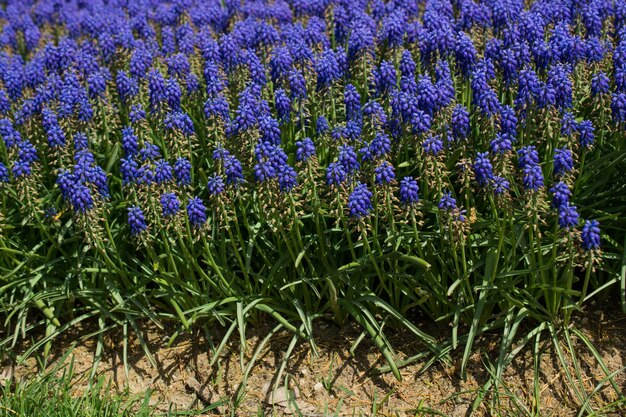 自然の中で野生の花