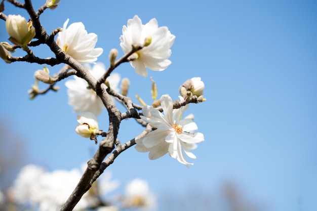 自然の中で野生の花