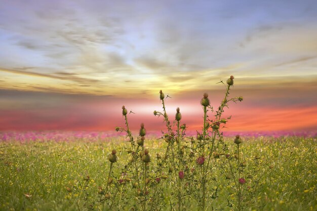 12+ Meadow Green Color