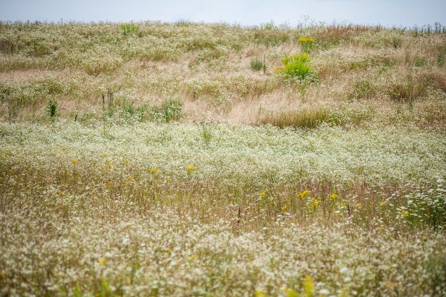 Photo wild flowers on the summer field