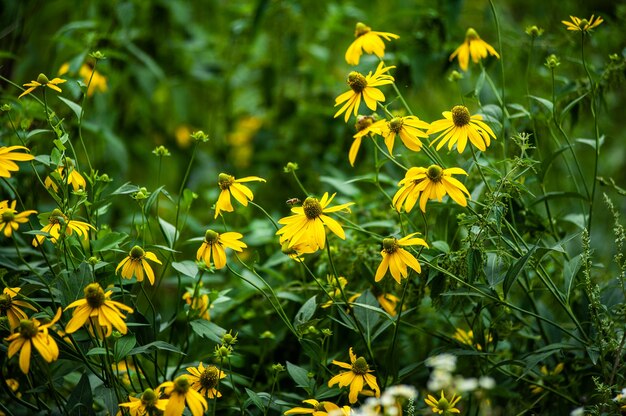 Wild flowers on the summer field