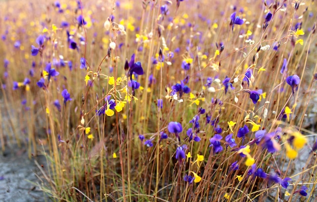 野生の花、タイ