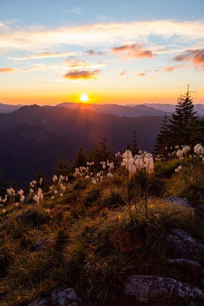 山の夕日の空の自然の背景の上に野生の花