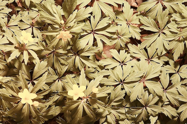 野生の花の上面図の背景/抽象的な季節の背景、夏の小さな花、自然の春、花の抽象化