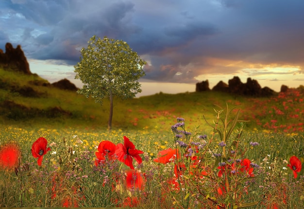 wild flowers and trees blue sky sunlight and mountain on front sea water sea beautiful seascape