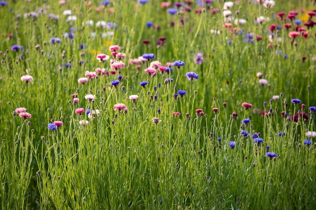 Wild flowers valley