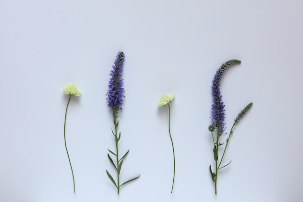 wild flowers on a white paper background