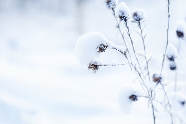 Wild flowers with hoarfrost. Winter scene. Winter nature background.Winter landscape.