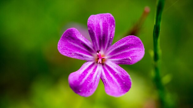 ボケ味の明るい気分の野生の花 細かい花びら 植物の世界から撮影された自然