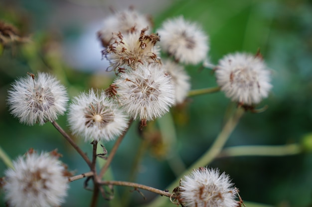 Wild fluffy flowers in the forest.