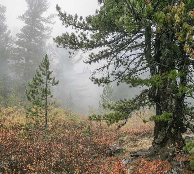 Wild forest autumn nature foggy