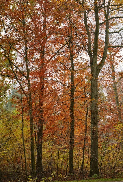 Дикий лес в осенней глуши Уединенный лесной массив, заполненный большими деревьями и растениями в осенний сезон Высокие сосны в красочном лесу в горной среде на природе
