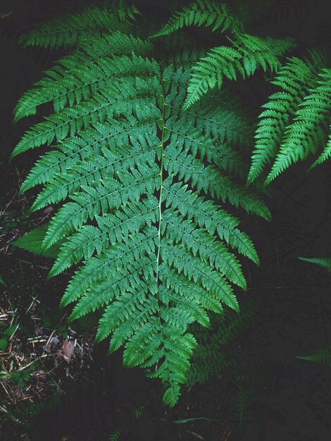 Wild forest fern