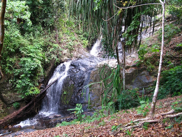 La foresta selvaggia sull'isola di langkavi in malesia