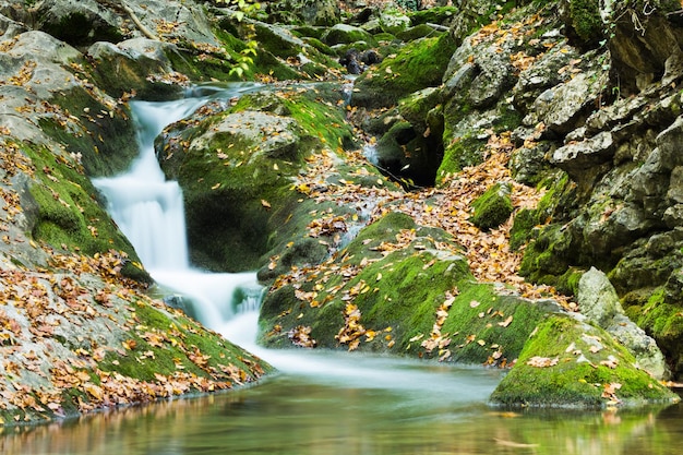 野生の森の小川