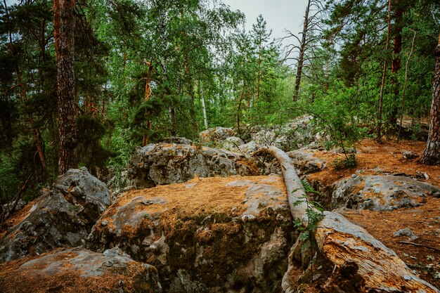 Wild forest with huge stones covered with moss a mystical natural landscape of northern nature