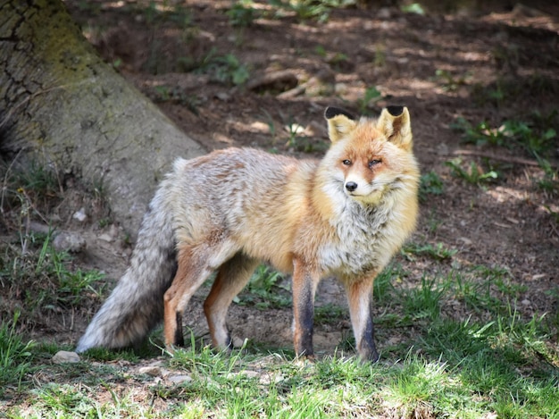 wild fox in the catalan pyrenees 