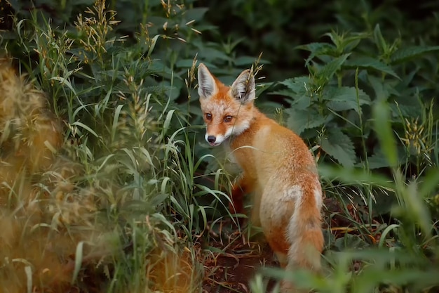 Wild fox hiding in the grass in the forest