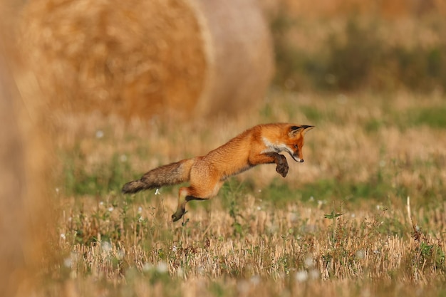 野生のキツネは野外でネズミを狩ります