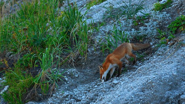 Wild fox in nature in summer clip shooting beautiful red fox in wild red fox runs on rocky slope