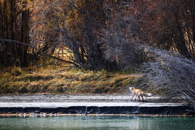 Wild fox swims across the river, animal hunting predator
nature