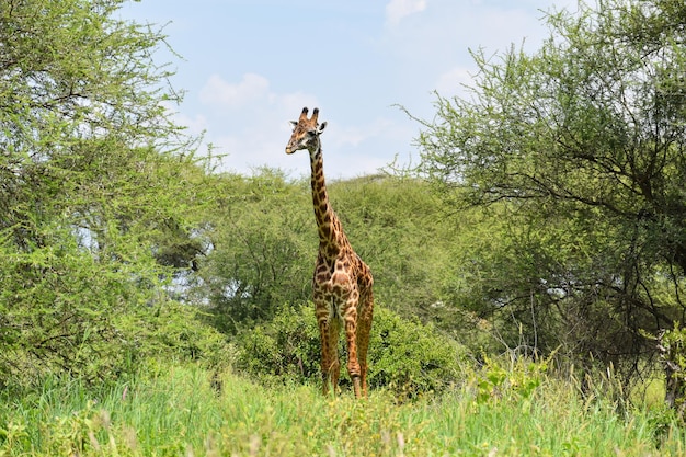 環境と惑星を保護する動物とアフリカ国立保護区の野生の自由な動物