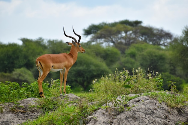 wild free deer and antelopes in africa national reserve with animals protection of wild deer