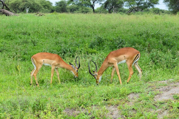 野生の鹿の動物保護を備えたアフリカ国立保護区の野生の無料の鹿とカモシカ