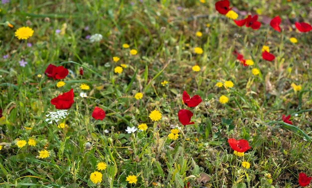 庭の背景テクスチャ壁紙で野生の新鮮な花